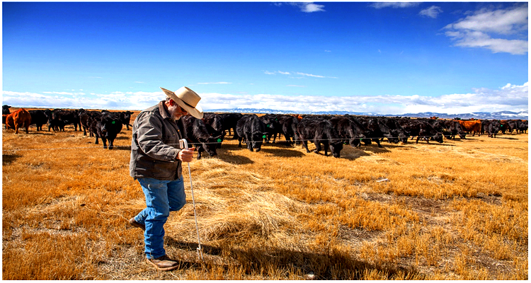 A Drought Tipping Point and the Price of Beef