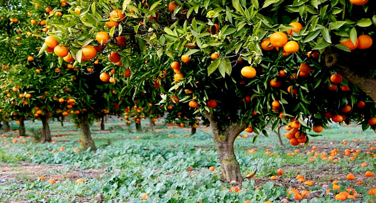 Florida’s Orange Juice Crop Devastated by Hurricane Ian