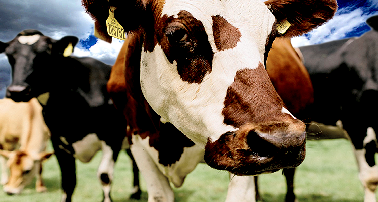 The Bull in Cattle Takes a Breather After Rallying to All-Time Highs