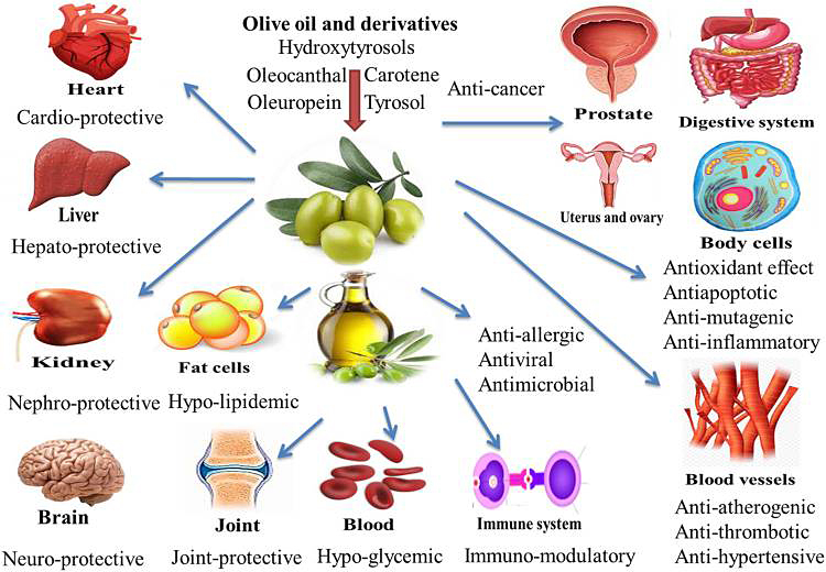Health Benefits of Olive Oil and Derivatives – NIH, Frontiers in Pharmacology